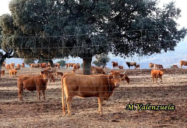 04, vacas en la carnicera, marca 2