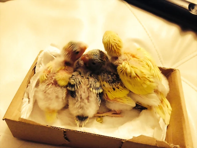 Pollos Caja 4 Pollos Caja 4