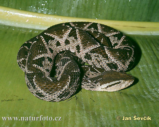 bothrops-asper--bothrops-asper