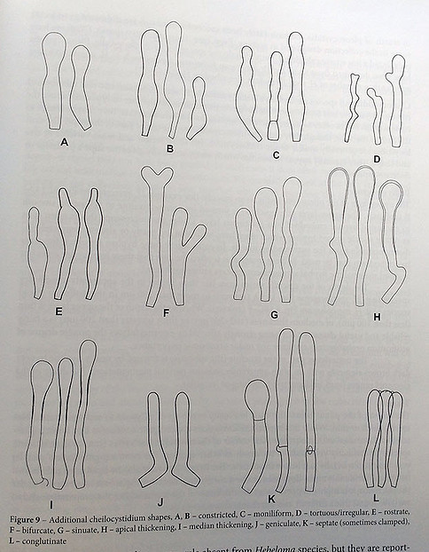 formas-de-los-queilocistidios-en-Hebeloma-2