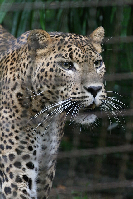 Zoo de Barcelona 23-07-2010 259 Zoo de Barcelona 23-07-2010 259