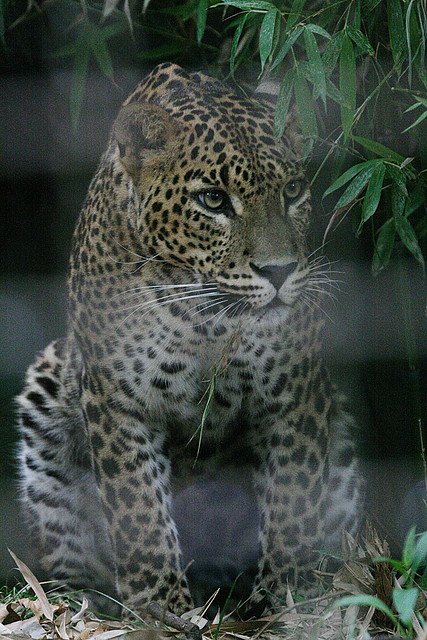 Zoo de Barcelona 23-07-2010 254 Zoo de Barcelona 23-07-2010 254