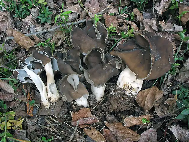 Helvella monachella-LB150429_Ventas-blancas