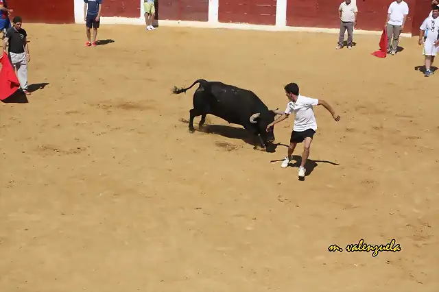 030, tirando del novillo, marca