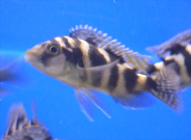 Placidochromis milomo (5-8-17 Zoo Zajac) Placidochromis milomo (5-8-17 Zoo Zajac)