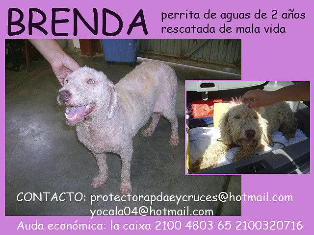 BRENDA Sevilla