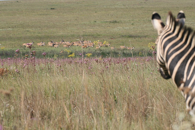 Rietvlei Nature Reserve 7-02-09 304 Rietvlei Nature Reserve 7-02-09 304