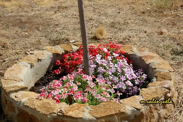 01, petunias y magnolios, marca