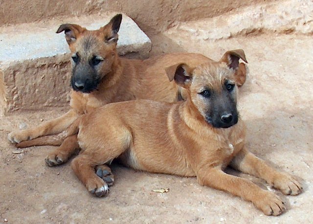 Barbas y Tico