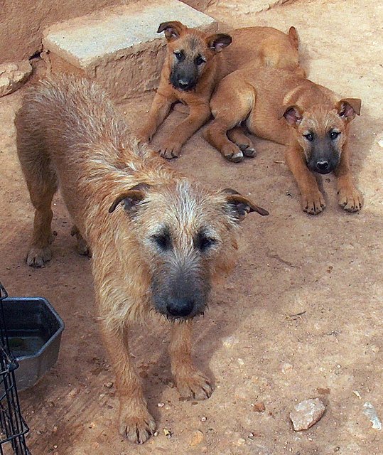 Luna y cachorros 1