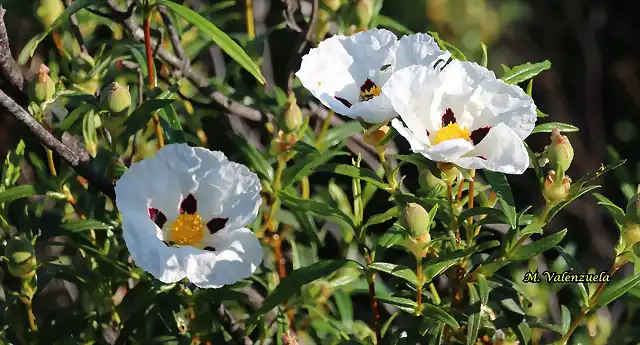 13, jara en flor2, marca