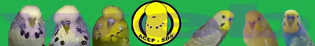 ACEP-SBS