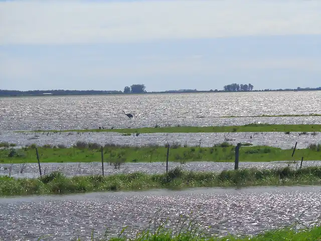 LENGUADOS DE AGOSTO 003