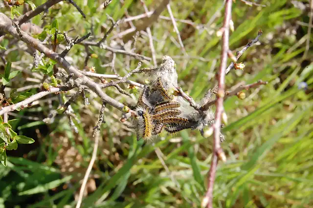 Aglaope infausta (larva)