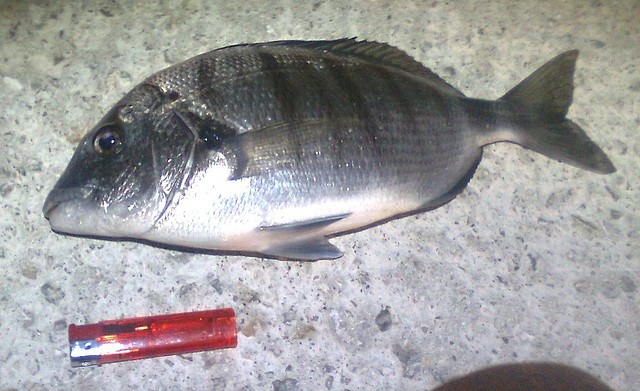 Primer pez decente del 2011