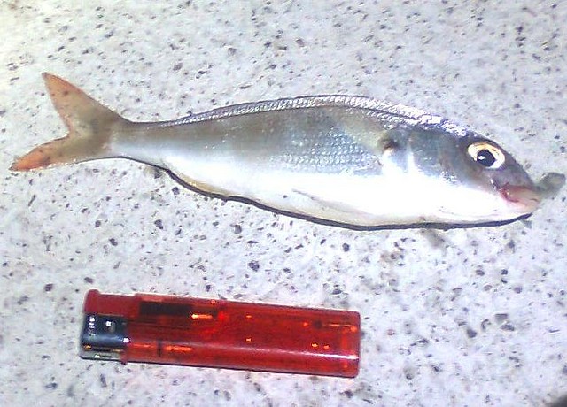 Primer pez del 2011