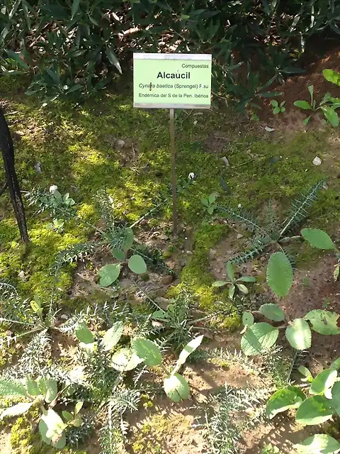 alcaucil