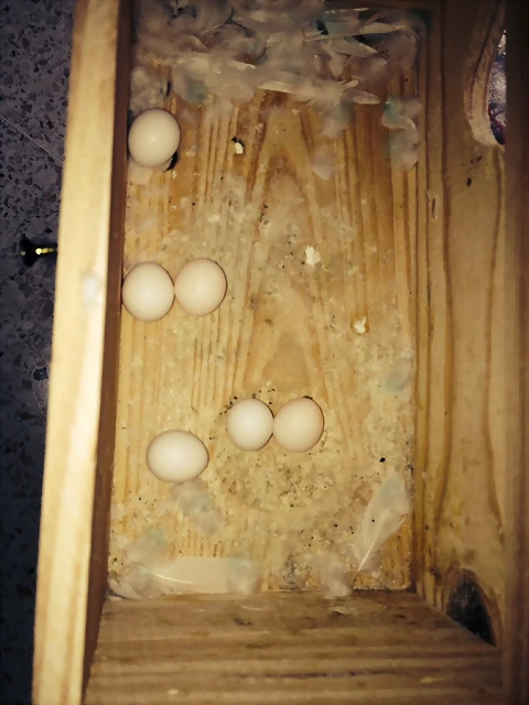 5 huevos 5 huevos