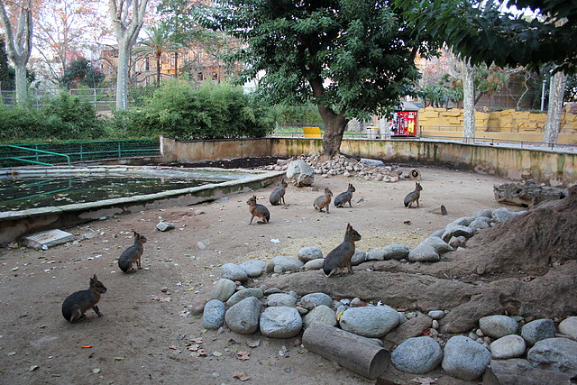 Zoo Barcelona 29-11-11 254 Zoo Barcelona 29-11-11 254