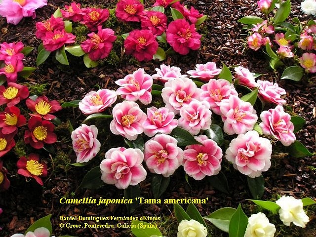 Camellia_japonica_Tama_americana_Daniel_Dominguez_Fernandez_oKintos