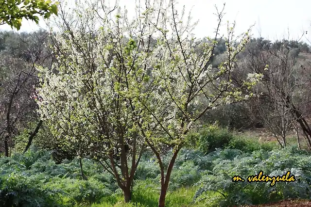 07, albaricoques, marca