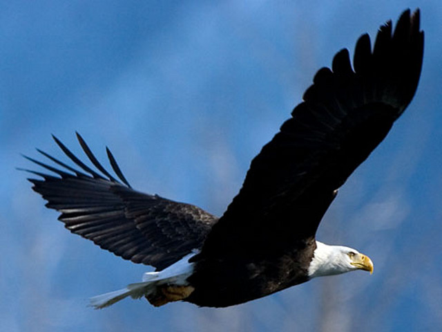 aguila-volando