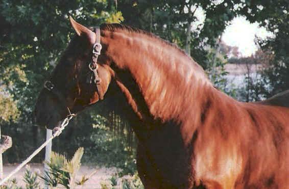 caballo escalera