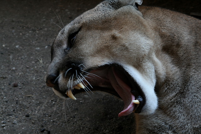 Zoo Barcelona, Faunia y Safari Madrid 1588 Zoo Barcelona, Faunia y Safari Madrid 1588