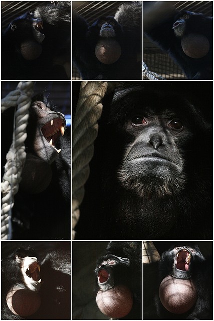 Siamang_vampir