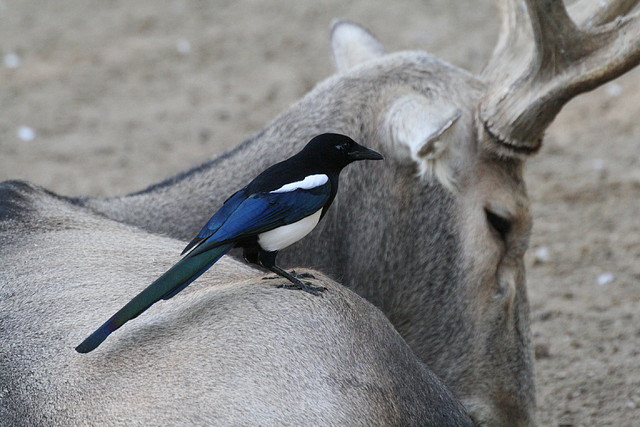 Zoo de Barcelona 29-09-2010 245