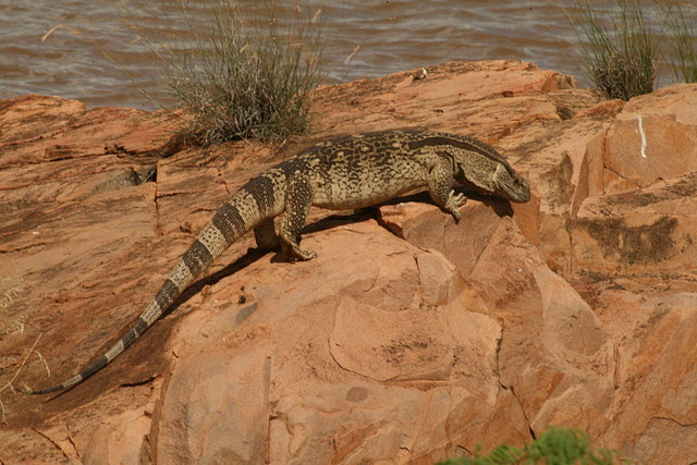 Johannesburg Kruger març 2009 1139 Johannesburg Kruger març 2009 1139