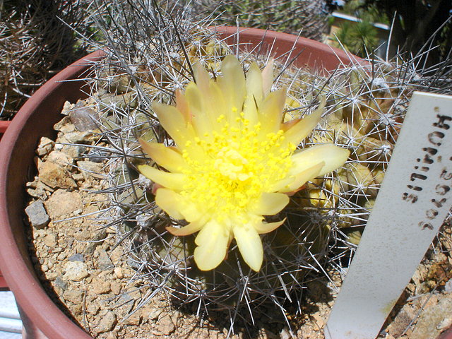 Copiapoa humilis