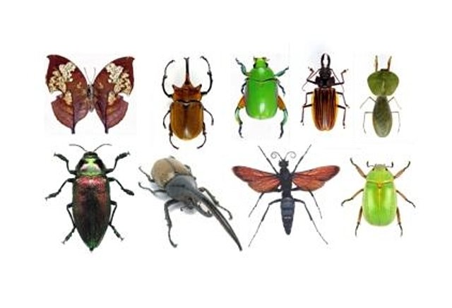 INSECTOS