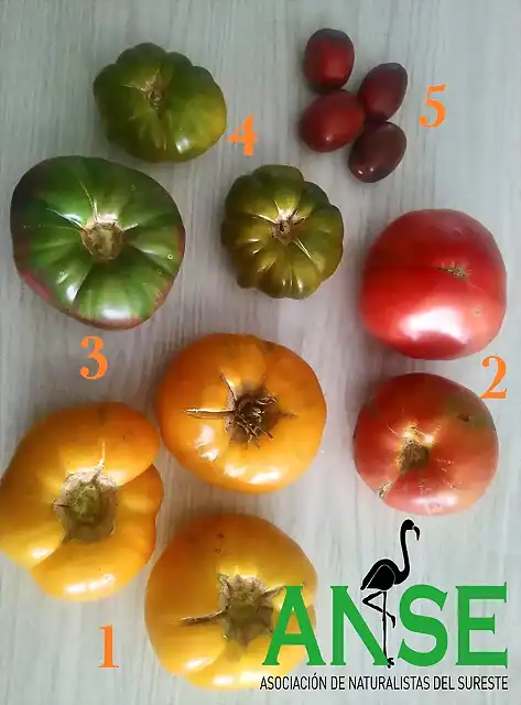 320b7188-2253-4d1d-bf84-40dfe71f72cc-3 RRR ANSE VERDE TOMATES NUMERADOS