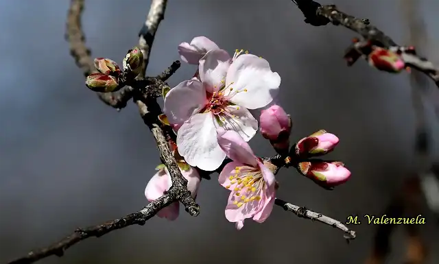 20, flor del almendro, marca