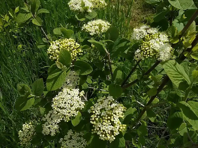 viburnum 2