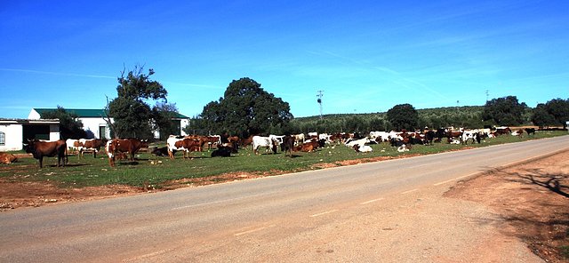 vacas 1