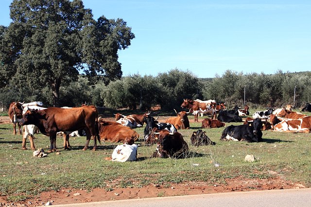 vacas 002