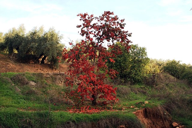 caqui en la huerta