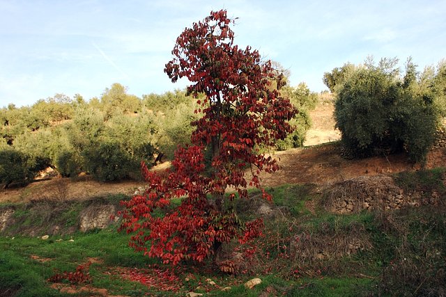 caqui en la huerta 2