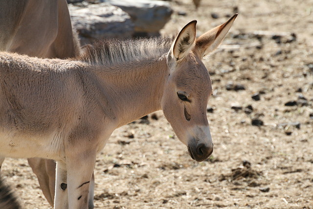 Zoo Lunaret + Sigean 18 i 19-09-10 1784 Zoo Lunaret + Sigean 18 i 19-09-10 1784