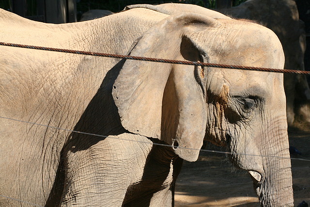 Zoo de Barcelona 08-09-2010 093 Zoo de Barcelona 08-09-2010 093