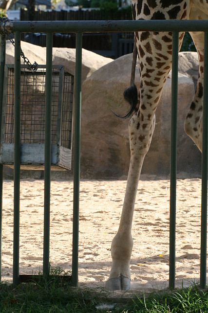 Zoo de Barcelona 08-09-2010 036 Zoo de Barcelona 08-09-2010 036