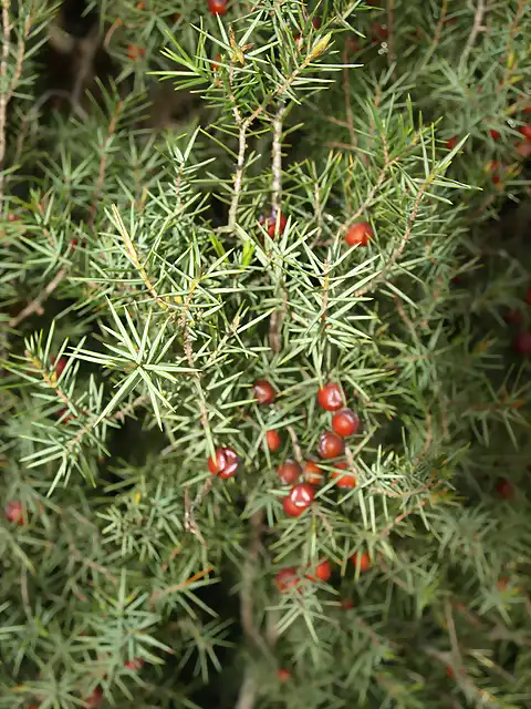 Enebro (Juniperus oxycedrus) hembra