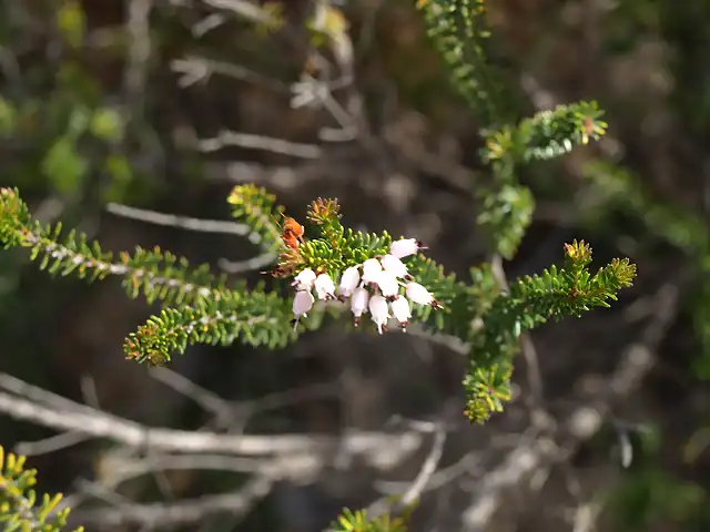 Brezo de invierno (Erica multiflora))