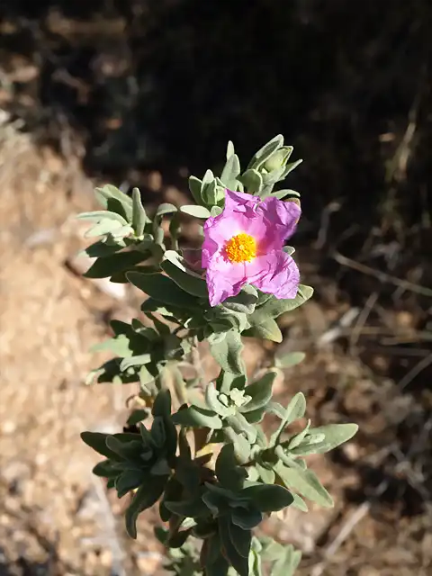 jara blanca (Cistus albidus)