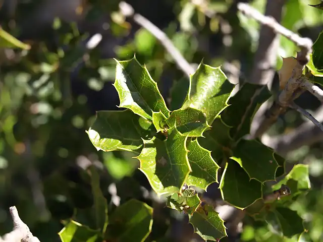 Coscoja (Quercus coccifera)