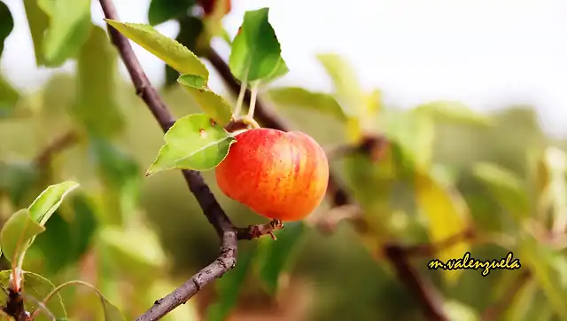 09, manzana roja, marca