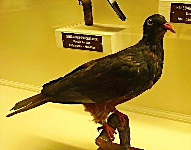Ducula goliath Ducula goliath