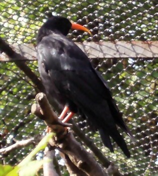 Pyrrhocorax pyrrhocorax LondonZoo Pyrrhocorax pyrrhocorax LondonZoo